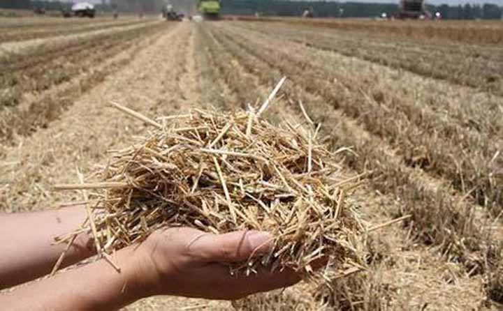 粉碎后的秸稈可以還田作為肥料增加土壤養(yǎng)分 粉碎后的秸稈可以還田作為肥料增加土壤養(yǎng)分