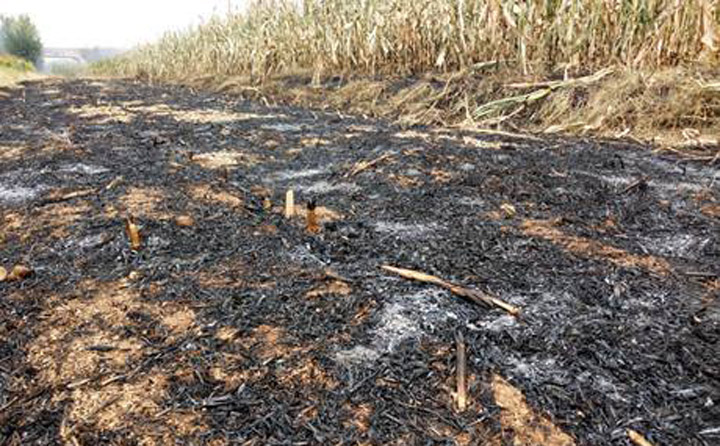 秸稈焚燒過后的灰燼 秸稈焚燒過后的灰燼