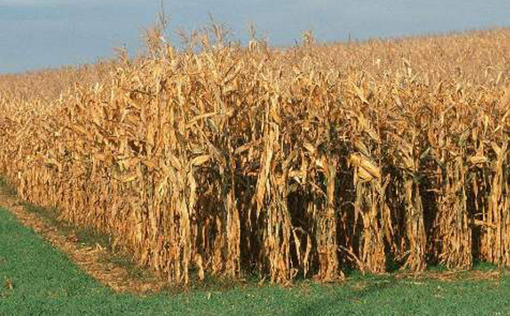 玉米秸稈儲(chǔ)存不方便 玉米秸稈儲(chǔ)存不方便