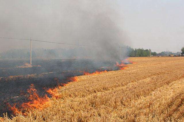 秸稈被當做廢物焚燒 秸稈被當做廢物焚燒