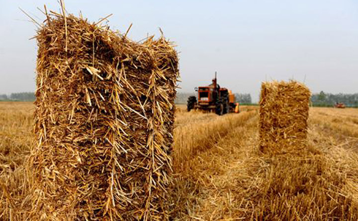 生物質(zhì)資源豐富 生物質(zhì)資源豐富
