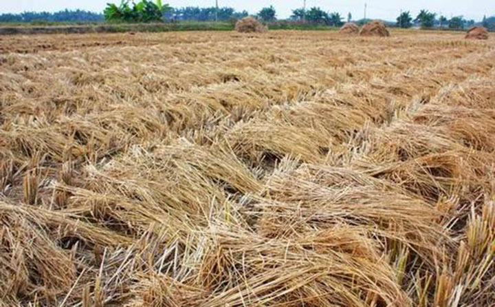 農(nóng)作物秸稈.jpg 農(nóng)作物秸稈.jpg