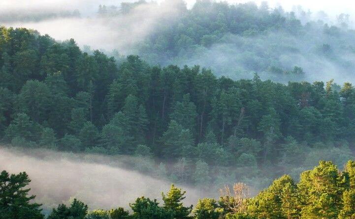 林產(chǎn)工業(yè).jpg 林產(chǎn)工業(yè).jpg